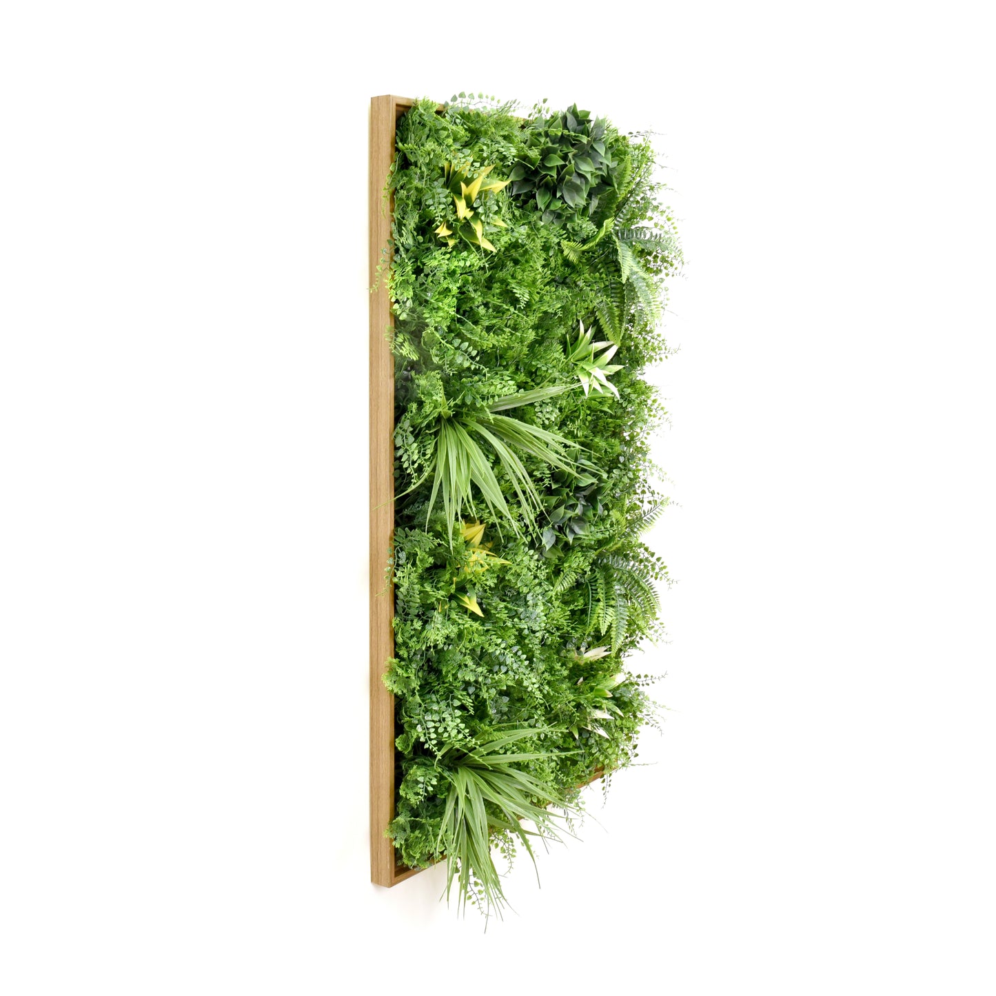 Fern Plus Frame