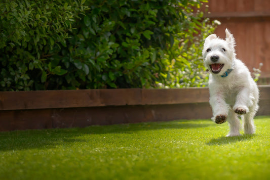 Pet-Friendly Artificial Grass: What You Need to Know