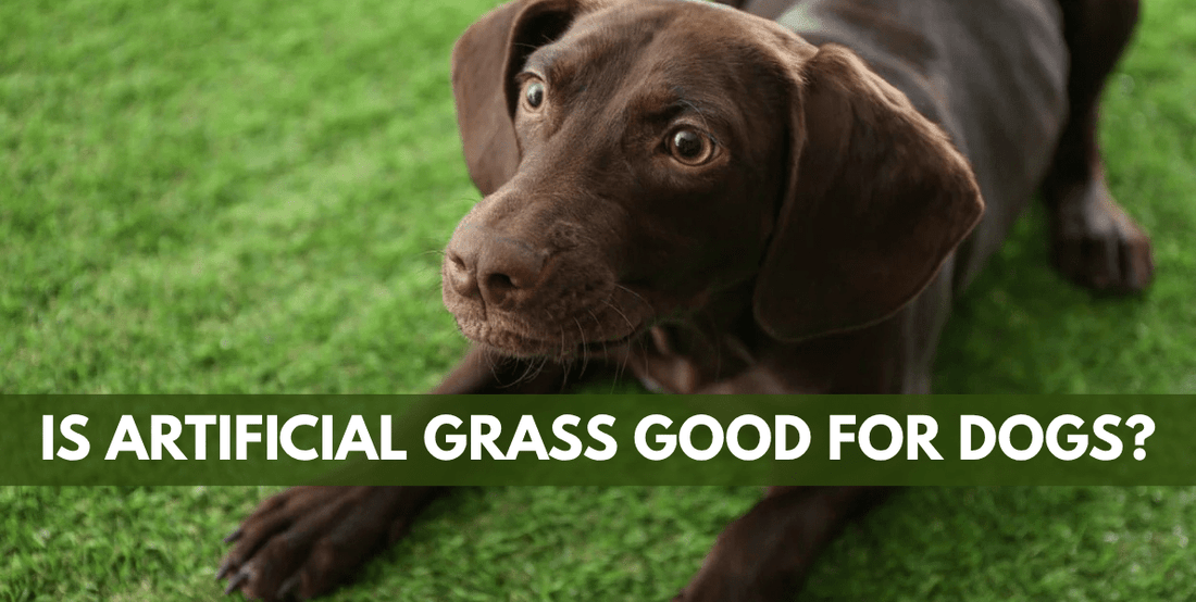 Is Artificial Grass Good for Dogs? - Grass Cash and Carry