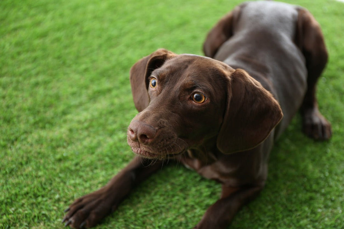 Is Artificial Grass Good for Dogs? - Grass Cash and Carry