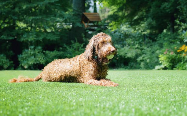 Is Artificial Grass Pet Friendly? - Grass Cash and Carry