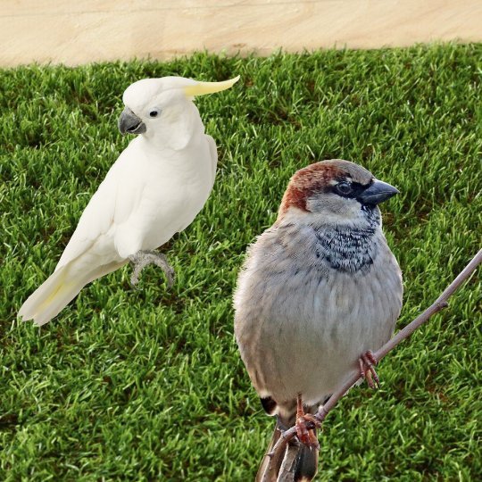 Aviary Grass - Grass Cash and Carry