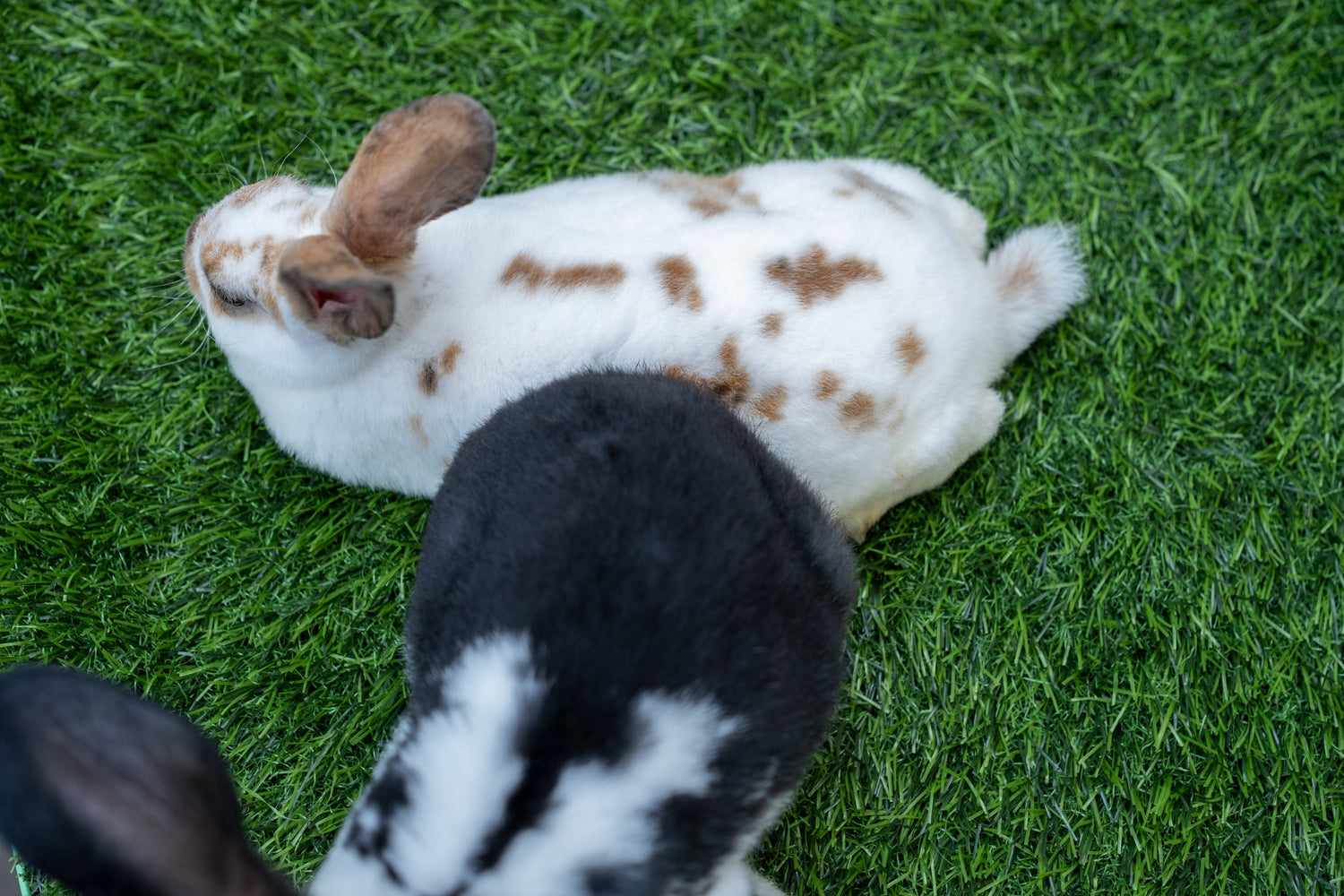 Pet-Friendly - Grass Cash and Carry