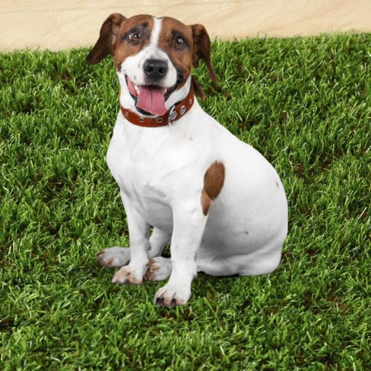 Pet Patches - Grass Cash and Carry