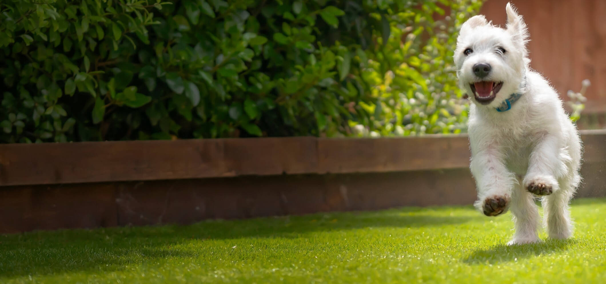 White dog running on a grassy area with a wooden fence and greenery in the background